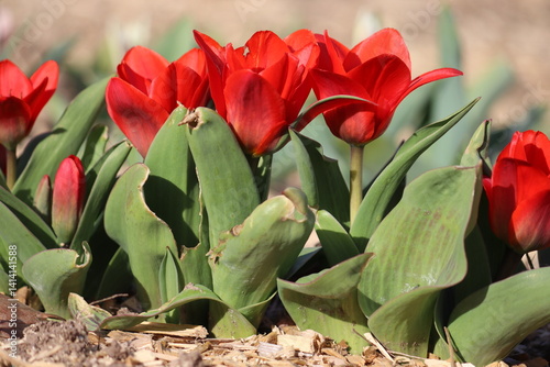 Photos Red Kaufmanniana tulip (Water-lily Tulip or Tulipa kaufmanniana) flowers in spri