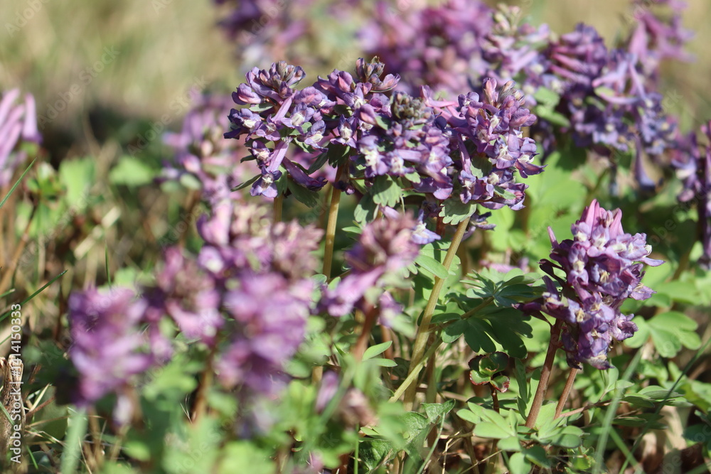 Obraz premium Fumewort (Corydalis solida) with purple flowers. Flowering plant in spring garden