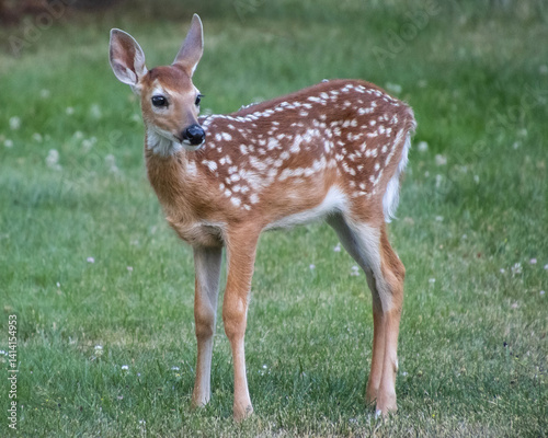 Fawn grazing in a grassy meadow during late afternoon sunlight