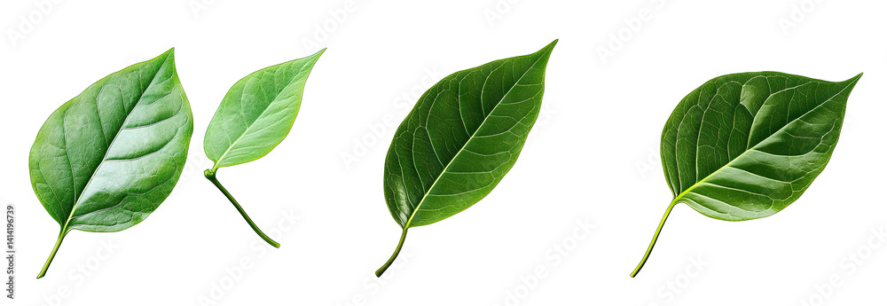 Fototapeta premium four distinct green leaves showcasing various shapes and sizes highlighting the diversity of plant life the background is plain emphasizing the leaves vibrant colors and textures