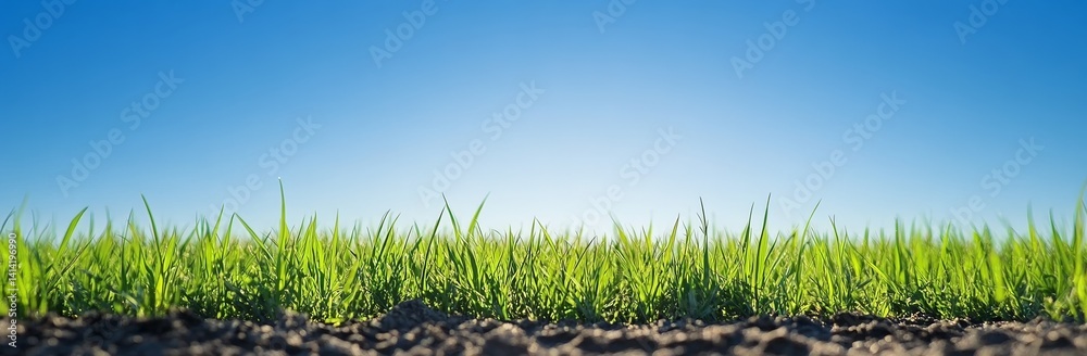 Fototapeta premium Green grass field with blue sky background, sharp focus and natural depth of field, high-resolution outdoor banner