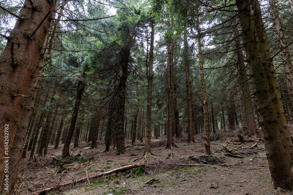 Fototapeta premium Pine mountain forest, trees growing on the eastern slopes of the Sudeten Mountains in the Czech Republic and Poland. Landscape