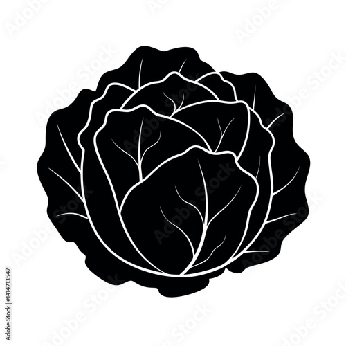 cabbage isolated on white background