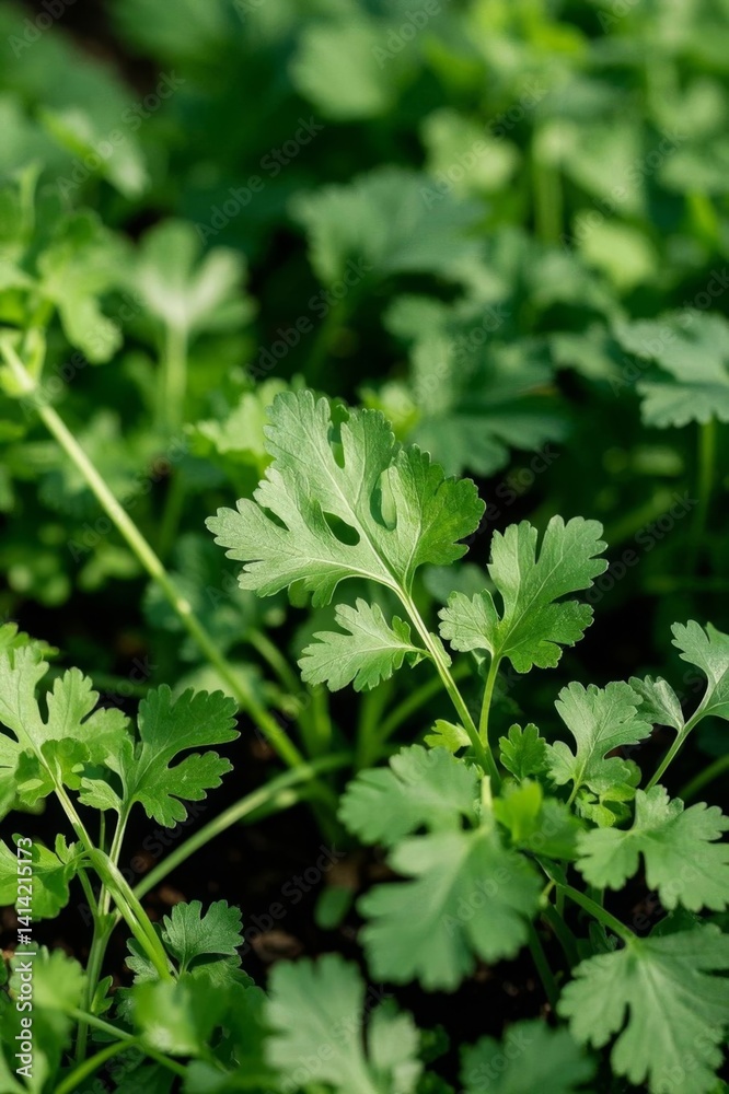 there is a close up of a bunch of green plants there is a close up of a bunch of green plants