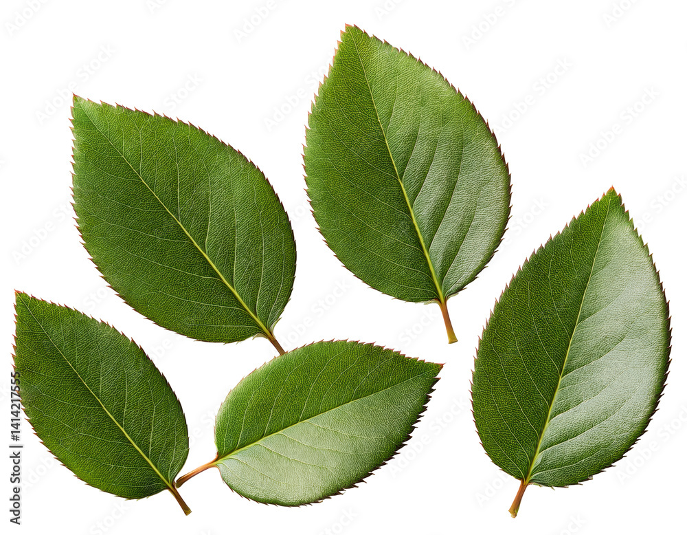 Fresh Green Leaves on a White Background for Nature and Gardening Themes on transparent background Fresh Green Leaves on a White Background for Nature and Gardening Themes on transparent background