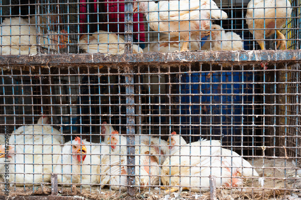 Φωτογραφία Chicken in a cramped cage on a food market in India, selling living animals on t