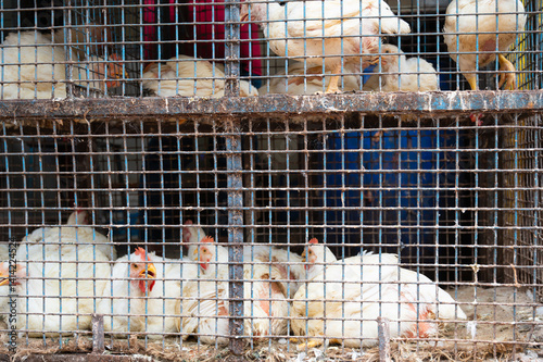 Chicken in a cramped cage on a food market in India, selling living animals on the street for meat, poultry farm industry in Asia