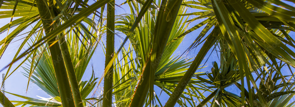 Fototapeta premium Bottom view of tropical palm trees leaves in blue sky background Natural exotic photo frame Leaves on the branches of coconut palm trees against the blue sky in sunny summer day