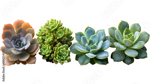 Succulent plants isolated on white background, HD, realistic