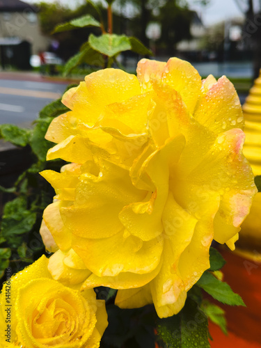 yellow-rose-with-dew,
golden-bloom-flower-closeup,
fresh-yellow-rosebud-photo,
romantic-yellow-rose

