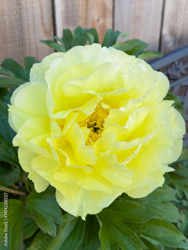 yellow-peony-flower-bloom,
golden-peony-garden-closeup,
vibrant-yellow-floral-photo,
spring-peony-in-full-bloom

