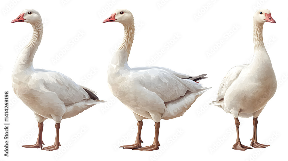 Obraz premium White domestic goose standing isolated on white background, HD and realistic