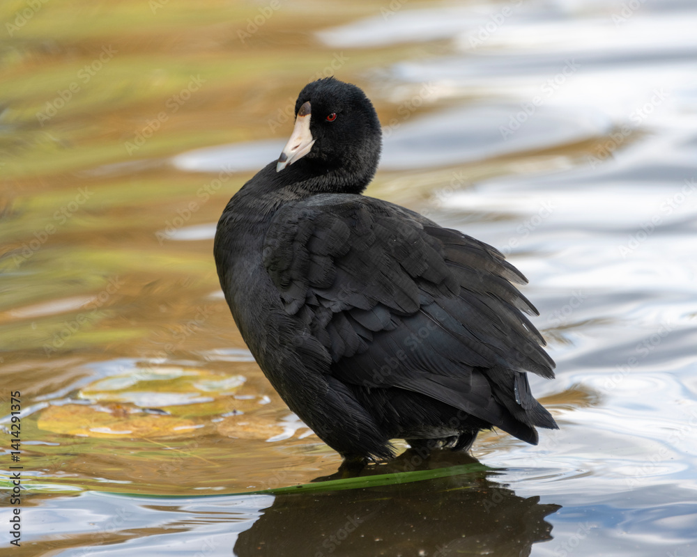 Black waterfowl standing in calm water near vegetation during a bright day at a serene natural setting Black waterfowl standing in calm water near vegetation during a bright day at a serene natural setting