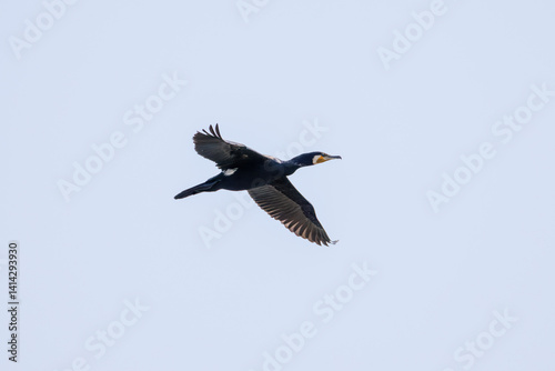 雁行飛翔する美しいカワウ（ウ科）の群れ
英名学名：Great Cormorant (Phalacrocorax carbo, family comprising Cormorants)
栃木県栃木市渡良瀬遊水地-2025
