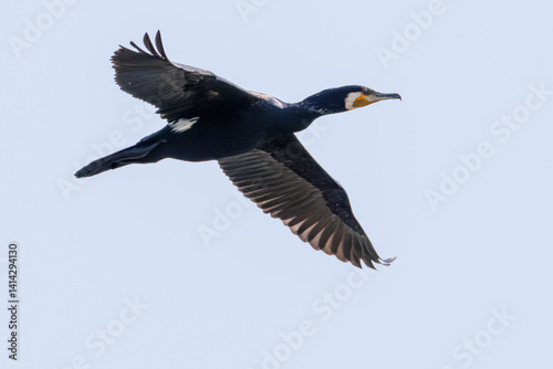 雁行飛翔する美しいカワウ（ウ科）の群れ
英名学名：Great Cormorant (Phalacrocorax carbo, family comprising Cormorants)
栃木県栃木市渡良瀬遊水地-2025
