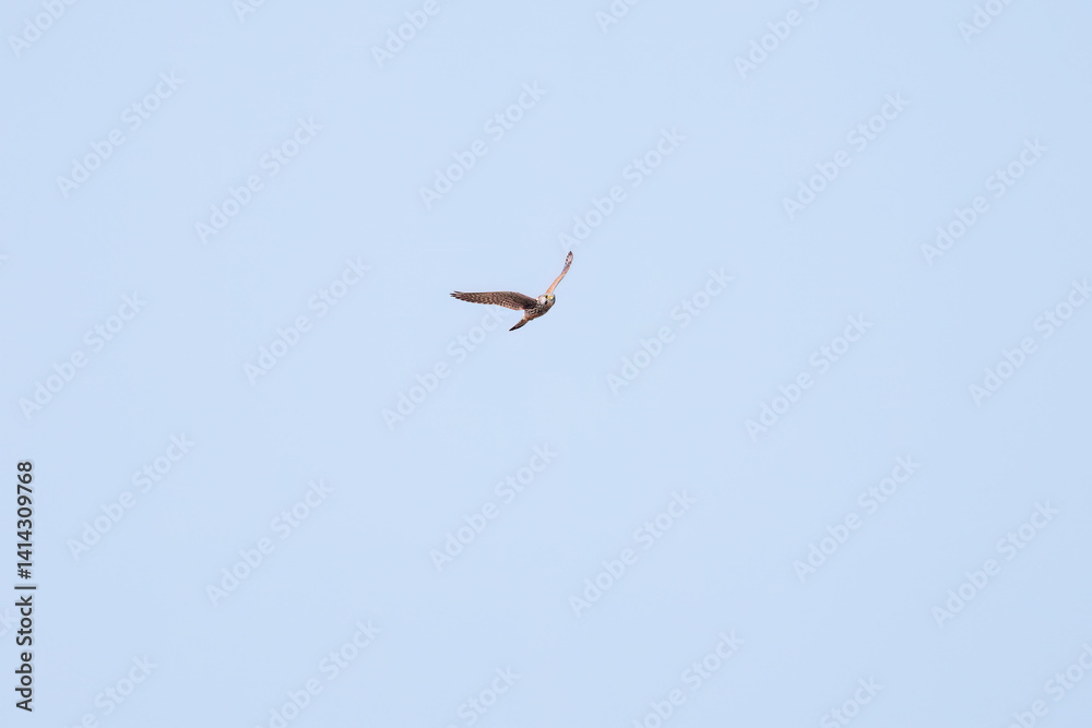 Fototapeta premium 狩りのためにホバリングする美しいチョウゲンボウ(ハヤブサ科) 英名学名:Common Kestrel (Falco tinnunculus : family comprising falcons) 栃木県栃木市渡良瀬遊水地-2025