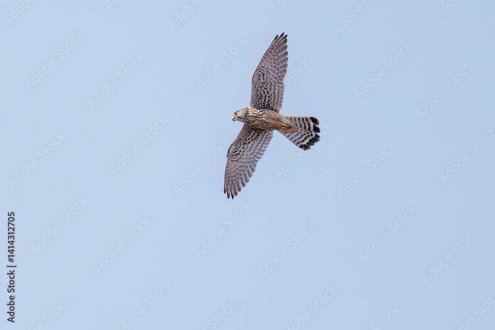 Fototapeta premium 狩りのためにホバリングする美しいチョウゲンボウ（ハヤブサ科） 英名学名：Common Kestrel (Falco tinnunculus : family comprising falcons) 栃木県栃木市渡良瀬遊水地-2025 