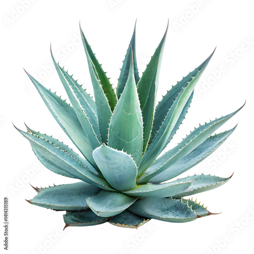 Agave Plant: Images, Types, and Care Guide on transparent background