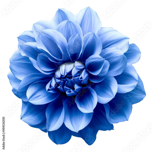 blue dahlia flower on white background
