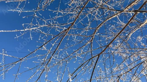 The branches of the trees against the background of the blue sky are spinning in slow motion. Winter. High quality 4k footage