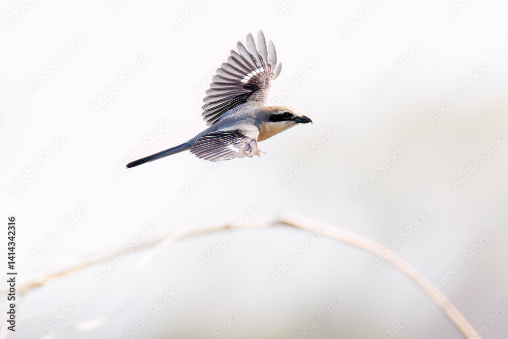 Φωτογραφία 飛翔する美しいモズ（モズ科）
英名学名：Bull-headed shrike (Lanius bucephalus)
栃木県栃木市渡良瀬遊水地-2025