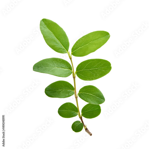 Boxleaf honeysuckle twig displaying delicate green leaves, cleanly isolated with professional clipping path