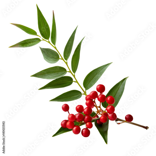 Nandina domestica branch displaying bright red berries amid glossy green foliage, showcasing ornamental characteristics against transparent backdrop