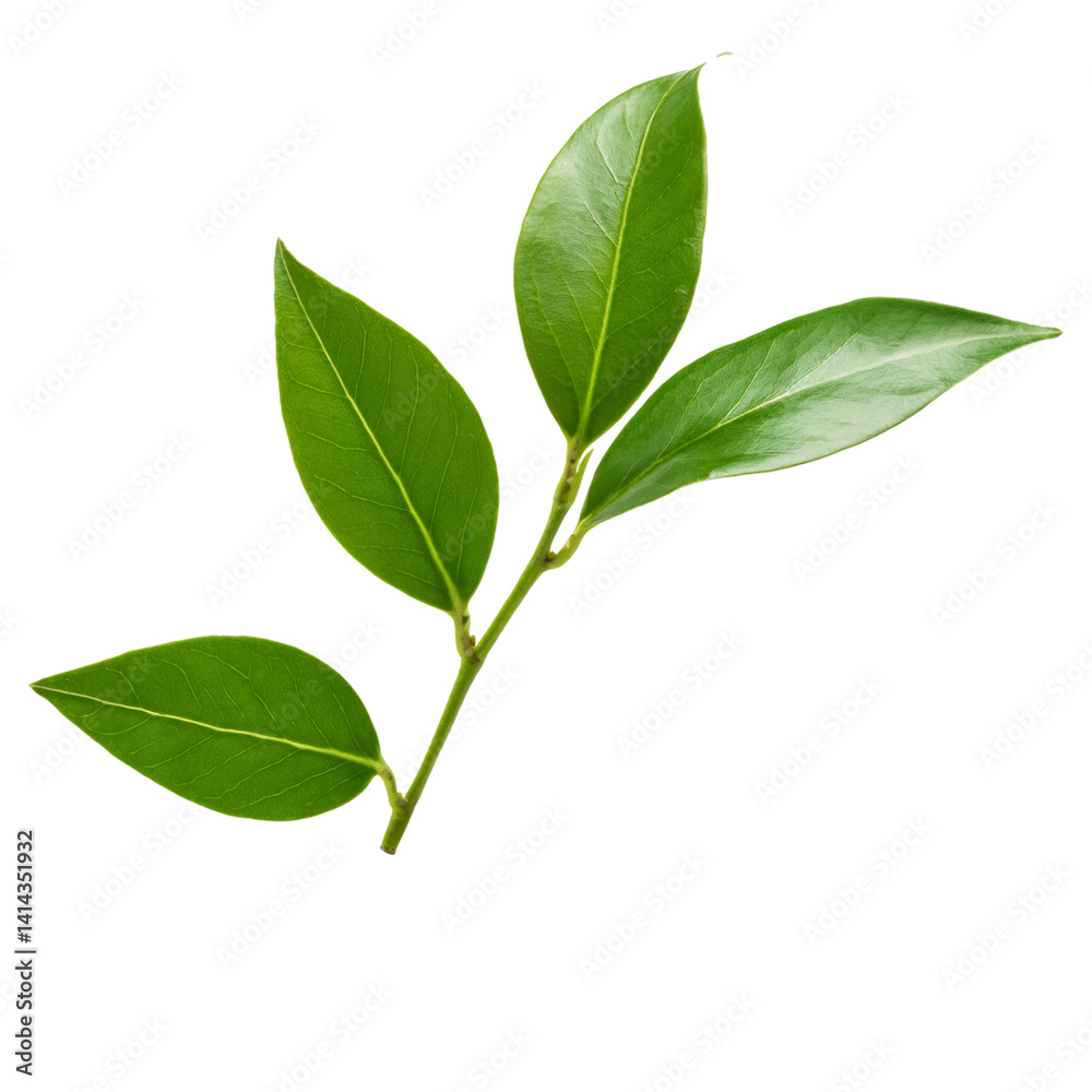 Glossy green Ligustrum branch with vibrant leaves, showcasing botanical details against transparent backdrop Glossy green Ligustrum branch with vibrant leaves, showcasing botanical details against transparent backdrop