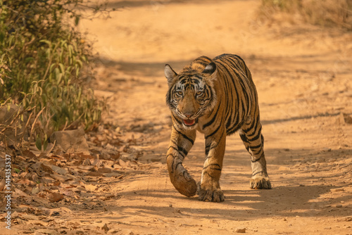Canvas Print Young Bengal tiger in the dry forest of Ranthambhore National Park, India