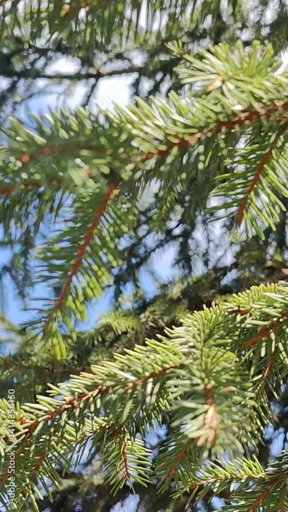 pine tree branches
