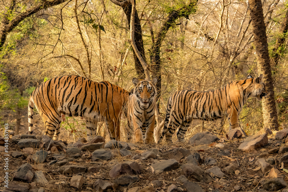 Φωτογραφία Young Bengal tiger in the dry forest of Ranthambhore National Park, India