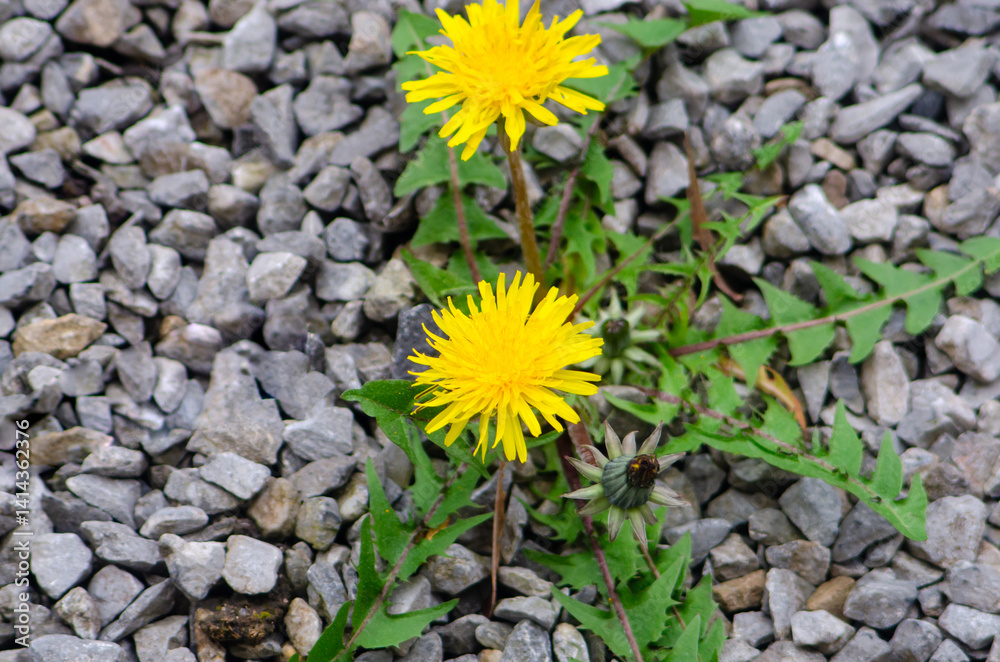 Bright Yellow Dandelions Growing Through Gravel