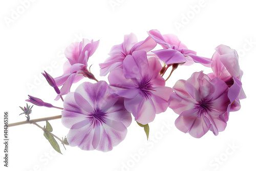 Soft pink and purple flowers blossom with elegance, their petals showcasing intricate patterns isolated on transparent background