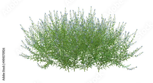 Schilderij op canvas 3d render of Salvia subgenus Perovskia, a flowering plant , isolated over transp