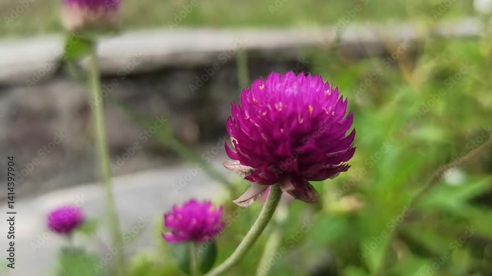 Gomphrena globosa