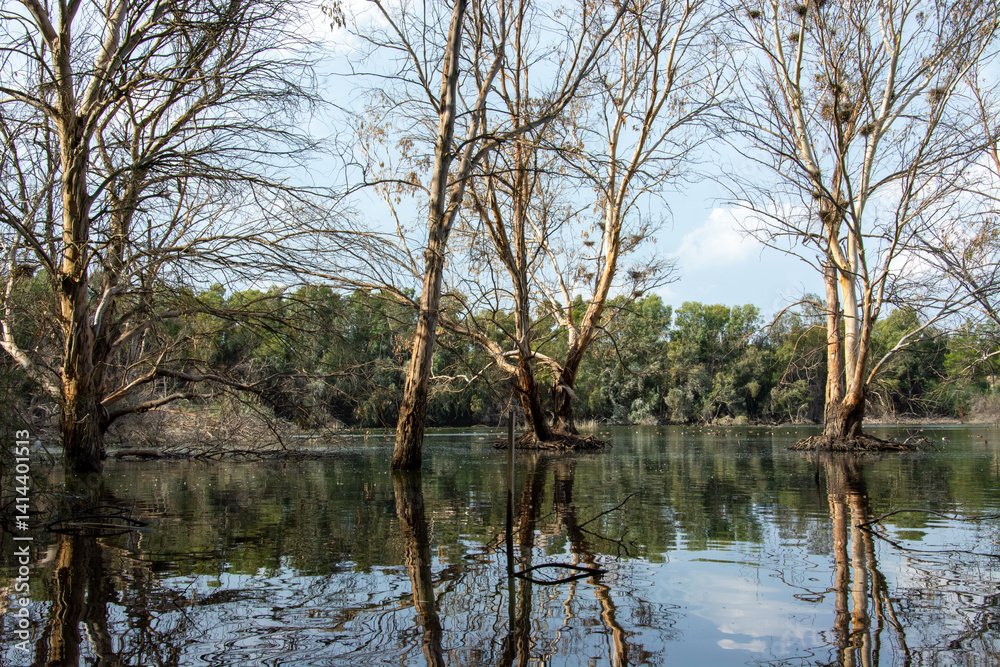 Obraz premium Beautiful reflections of tree barks and swimming geese in the lake at Athalassa National Park in Nicosia, Cyprus