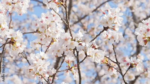 white cherry blossoms swaying gently in spring breeze
