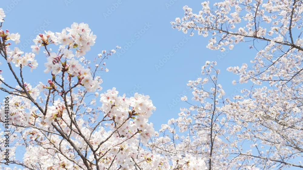 white cherry blossoms swaying gently in spring breeze white cherry blossoms swaying gently in spring breeze
