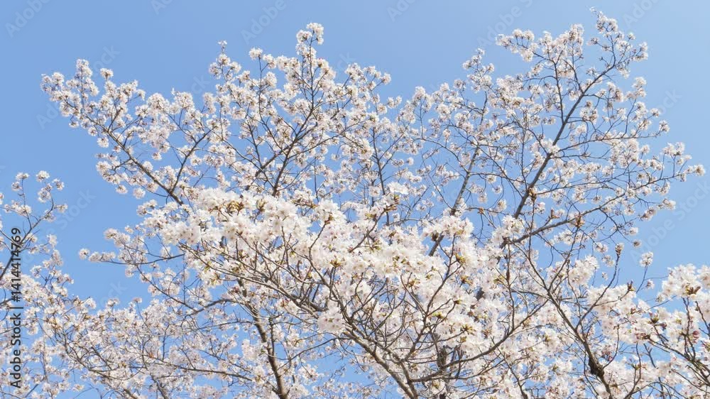 white cherry blossoms swaying gently in spring breeze white cherry blossoms swaying gently in spring breeze