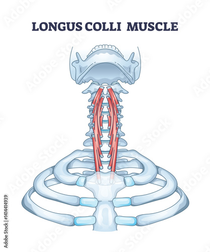 The Longus Colli Muscle Diagram shows the muscles position in the neck, highlighting the spine and ribs. Diagram