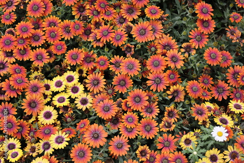 red and yellow flowers