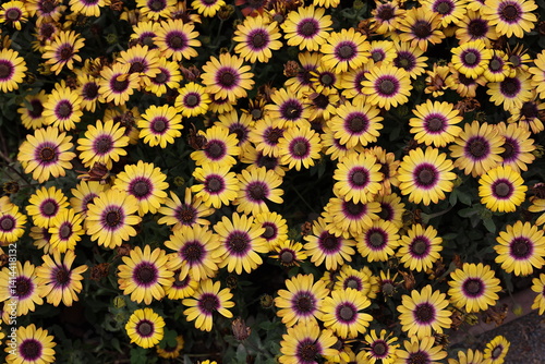 Yellow and Purple flowers background
