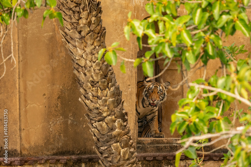 Young Bengal tiger in in the vicinity of the hunting lodge of Ranthambhore National Park, India. Cub of famous tigress Riddhi in its natural habitat.