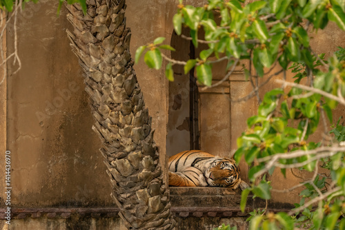 The Bengal tiger in in the vicinity of the hunting lodge of Ranthambhore National Park, India. Famous female tiger Riddhi in its natural habitat.