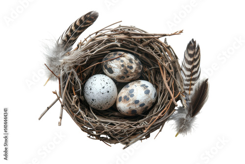 A delicate nest cradles speckled eggs surrounded by elegant feathers in soft, natural hues