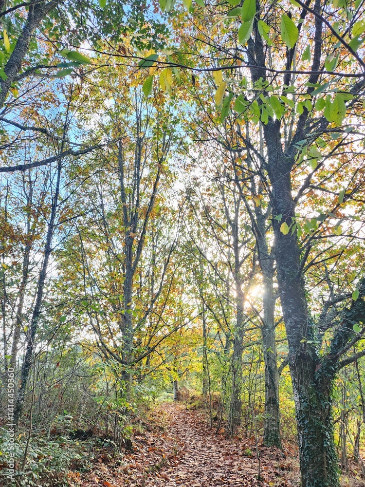 Fototapeta premium Foret