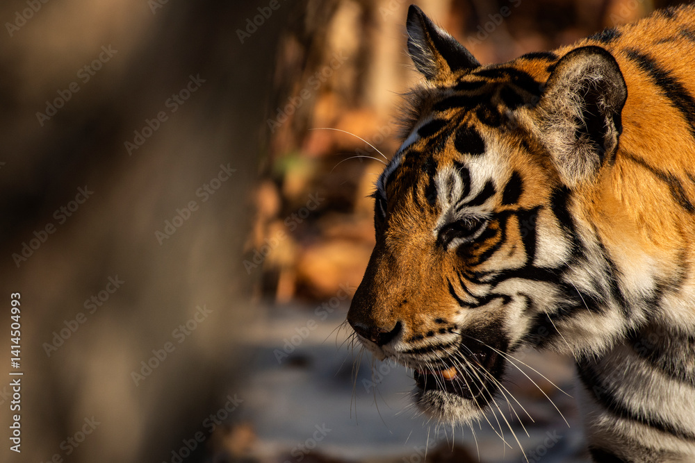 Majestic Female Royal Bengal Tiger Prowling on Forest Ground for Hunting