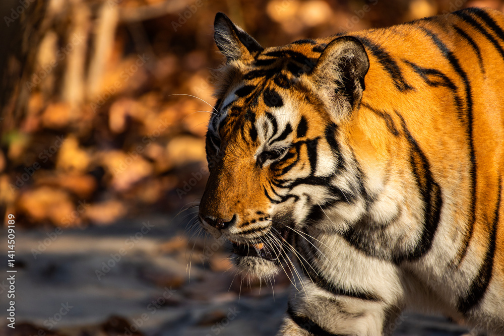 Majestic Female Royal Bengal Tiger Prowling on Forest Ground for Hunting