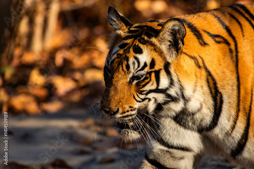 Obraz na płótnie Majestic Female Royal Bengal Tiger Prowling on Forest Ground for Hunting w salonie