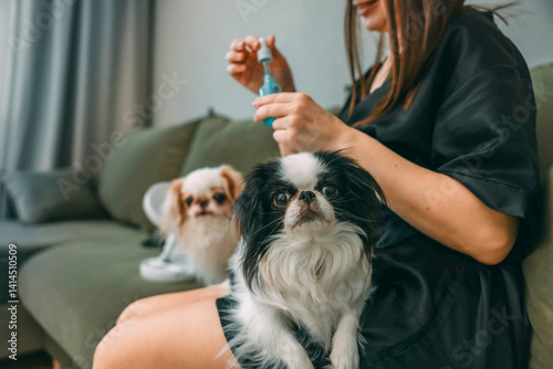 black and white japanese chin dog gazing and looking at camera while sitting on woman s lap during morning beauty routine, second dog on couch, woman holding serum photo